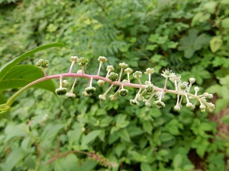 【植物写真】ヨウシュヤマゴボウ 【植物写真】ヨウシュヤマゴボウの写真