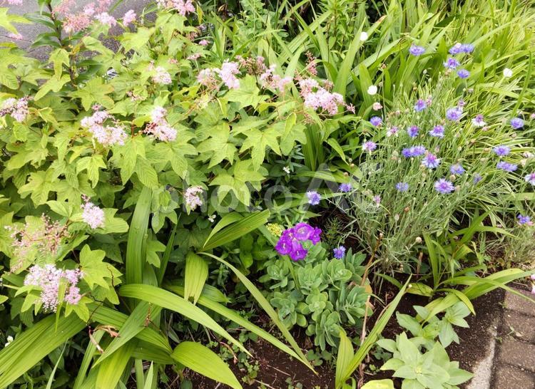 植え込みのかわいい花 きれい,淡い,かわいいの写真素材
