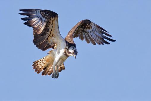 ホバリングして餌を探すミサゴ ミサゴ,鶚,ウオタカの写真素材