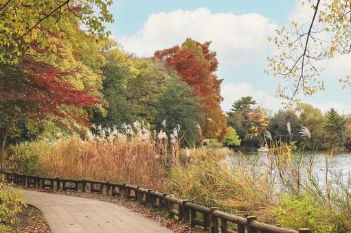 秋の公園 秋の公園 秋の風景,秋,公園の写真素材