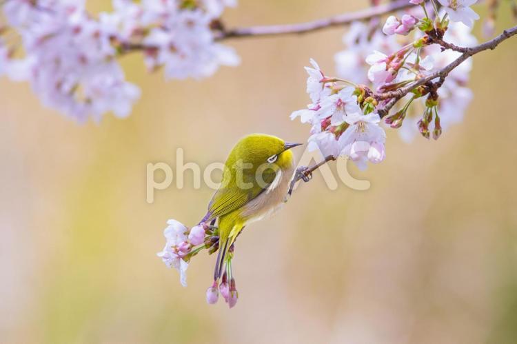 桜の花の蜜を吸いに来るメジロの可愛い写真 桜,さくら,花の写真素材