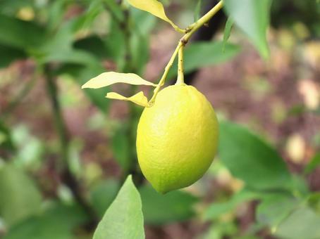 もうすぐ収穫のレモン レモン,実,果実の写真素材