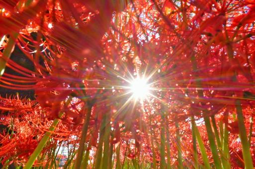 曼珠沙華 曼珠沙華の写真