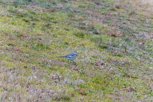 草むらを歩くハクセキレイ 草むらを歩くハクセキレイ ハクセキレイ,鳥,野鳥の写真素材
