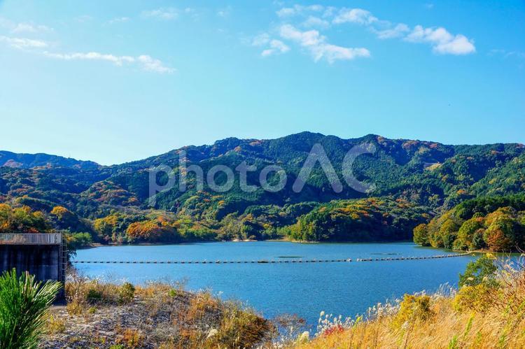 秋のダムの風景 紅葉,水域,風景の写真素材