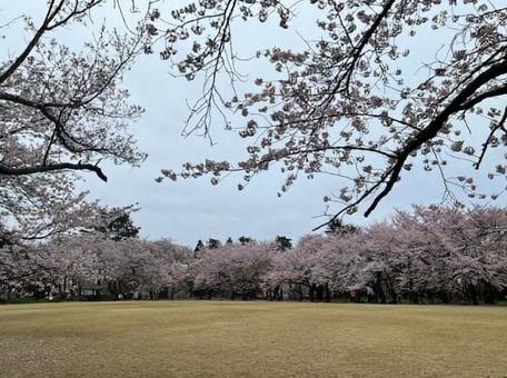 公園の桜 公園の桜の写真