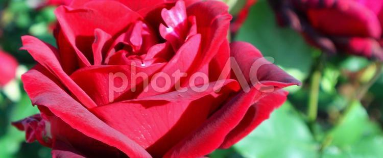 美しき薔薇 薔薇,大阪市,大阪の写真素材