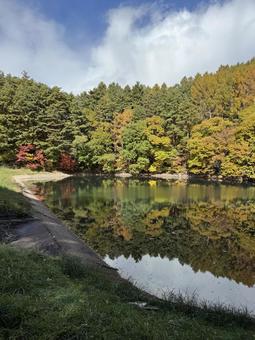 晩秋の大沢の堤の紅葉 大沢の堤,信州,松本市の写真素材