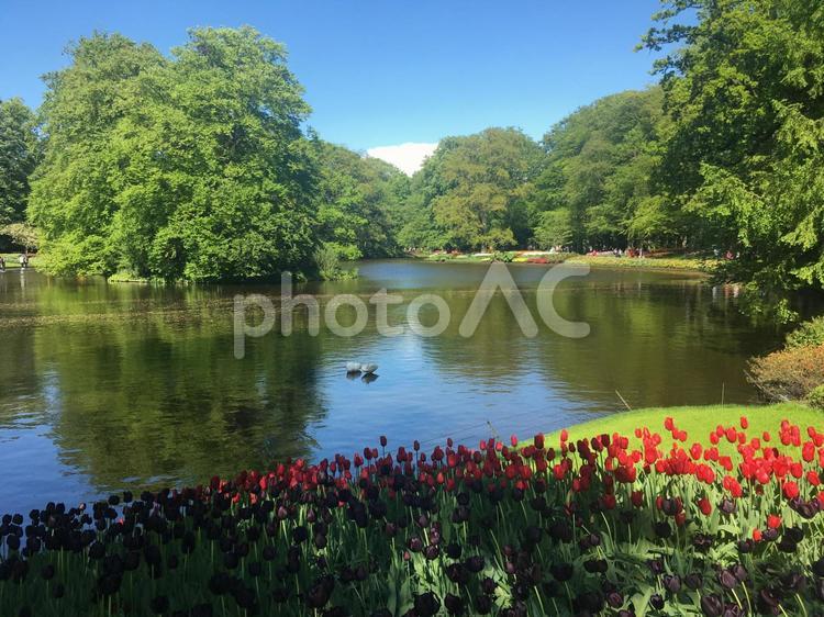 キューケンホフ公園　 キューケンホフ公園,キューケンホフ,オランダの写真素材