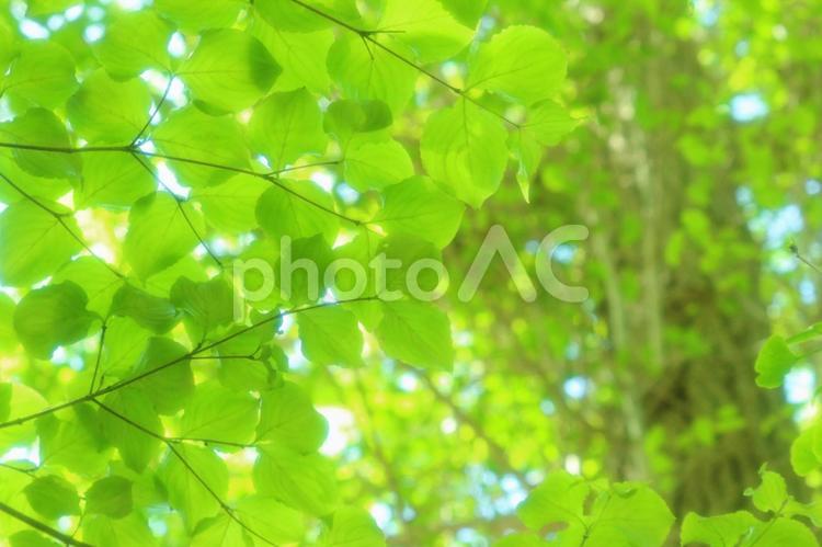 緑の美しい季節　３ 新緑,春,夏の写真素材