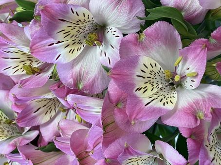 花(アルストロメリア) 花(アルストロメリア)の写真