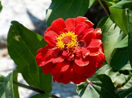 [Flower photo] Zinnia elegans, JPG
