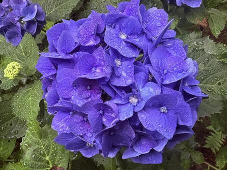 紫陽花の写真