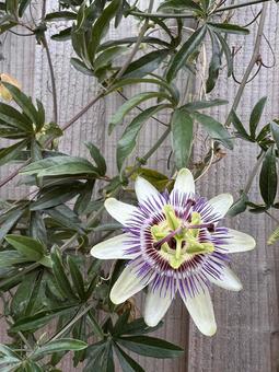 トケイソウの花の写真