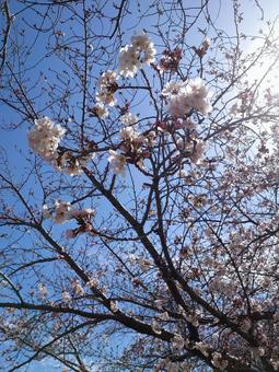 公園のソメイヨシノの咲き始め 五分咲き桜 公園のソメイヨシノの咲き始め 五分咲き桜 桜,ソメイヨシノ,咲き始めの写真素材