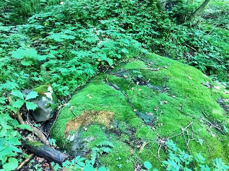 苔岩 苔岩の写真