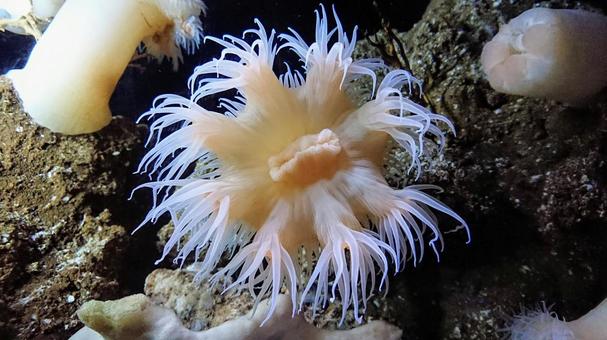 美ら海水族館 イソギンチャク 美ら海水族館 イソギンチャク 美ら海水族館,イソギンチャク,神秘的の写真素材