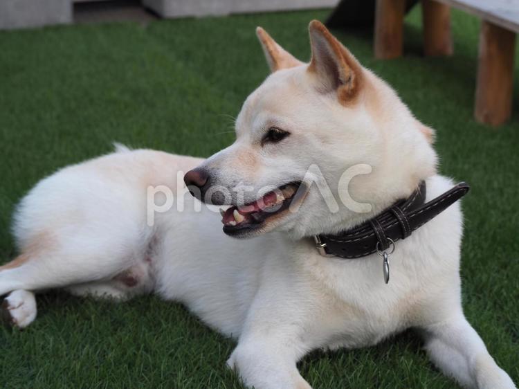 犬の横顔 犬,柴犬,見つめるの写真素材