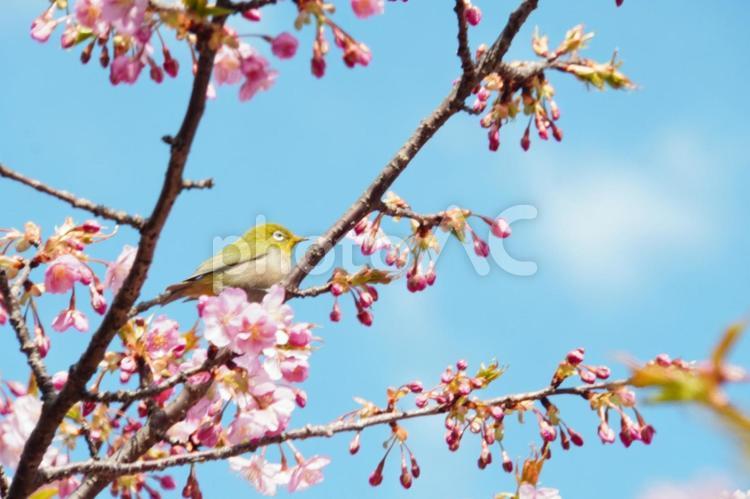 メジロと河津桜の季節 メジロ,河津桜,花の写真素材