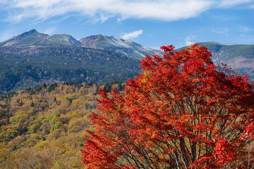 乗鞍高原の秋 乗鞍高原,秋,紅葉の写真素材