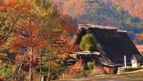 白川郷 白川郷,世界遺産,茅葺きの写真素材