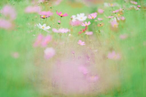 コスモス畑 コスモス畑の写真