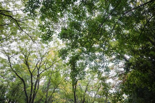 新緑の木漏れ日 ネイチャー,木陰,木漏れ日の写真素材