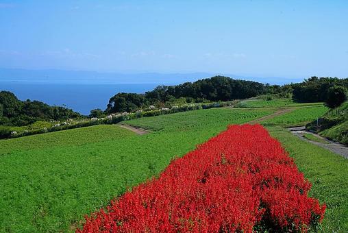 淡路島 あわじ花さじき㊷ サルビア 淡路島 あわじ花さじき㊷ サルビア 兵庫県,あわじ花さじき,サルビアの写真素材