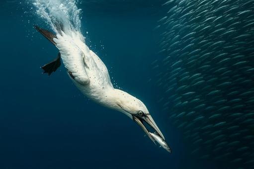 魚を捕らえたシロカツオドリ、水中の狩人 魚を捕らえたシロカツオドリ、水中の狩人の写真