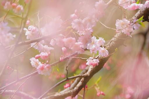 Photo, cherry blossoms, spring, flower, 
