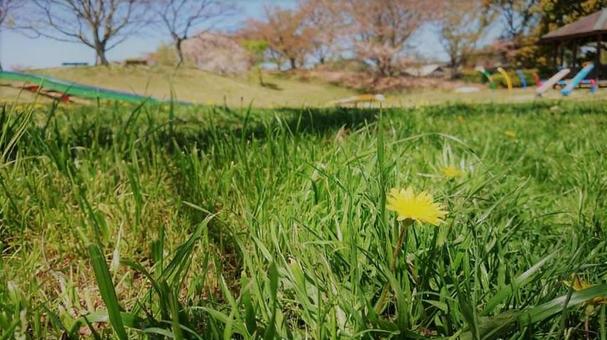 公園のたんぽぽの写真