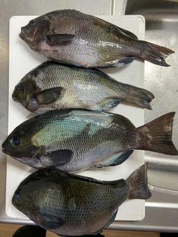 釣れた魚(メジナ•クロダイ) 釣れた魚(メジナ•クロダイ) 釣り,メジナ,クロダイの写真素材