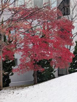 雪と紅葉 紅葉,モミジ,赤の写真素材