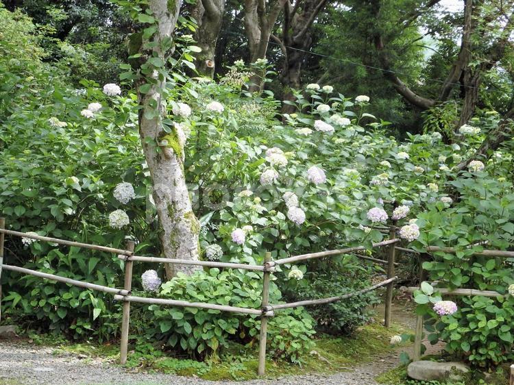 白いアジサイが咲く小径 アジサイ,風景,花の写真素材