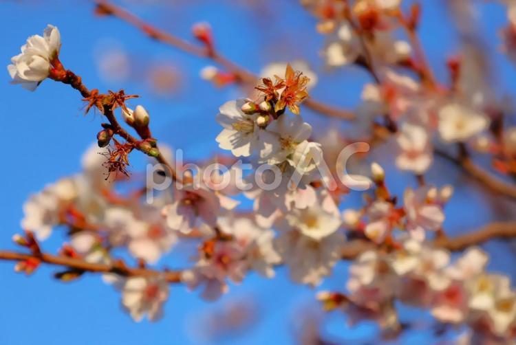 １月下旬の庭の十月桜の花 十月桜,桜,花の写真素材