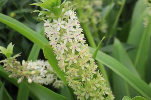 白いパイナップルリリーの花のアップ 白いパイナップルリリーの花のアップの写真