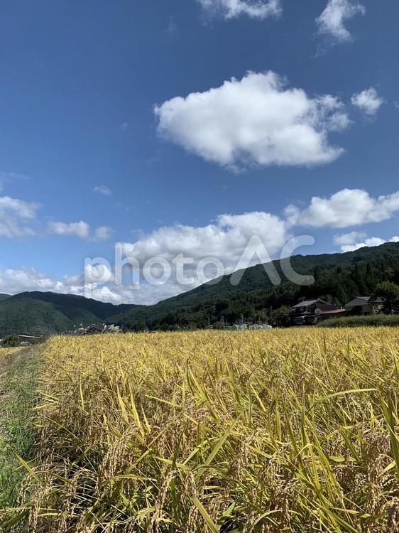 稲穂と山と秋空　4 稲穂,稲,米の写真素材