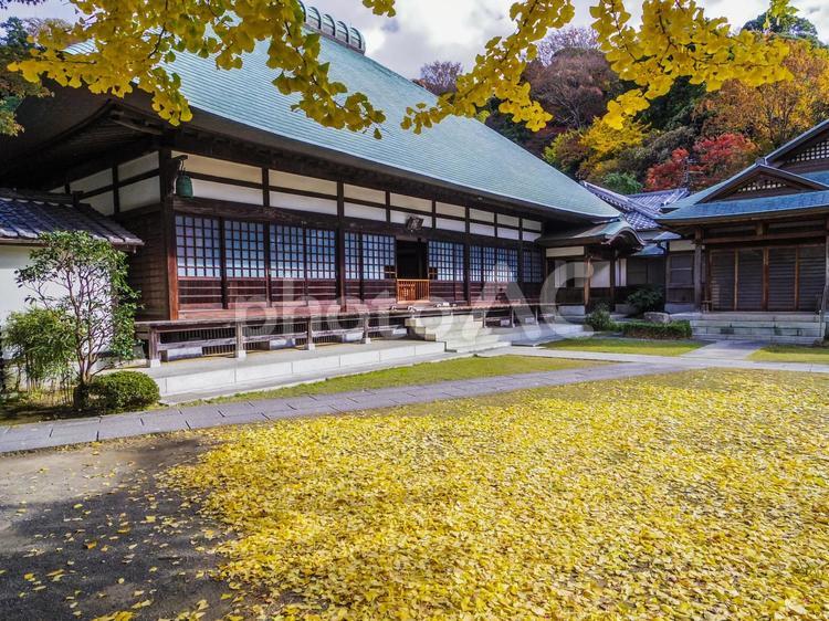 【神奈川県】鎌倉市・浄妙寺 浄妙寺,鎌倉五山,秋の写真素材