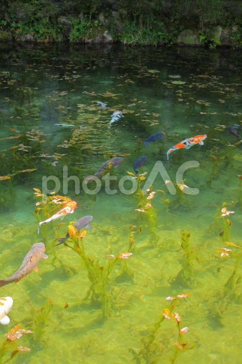 鯉のいるモネの風景 鯉,池,モネの写真素材
