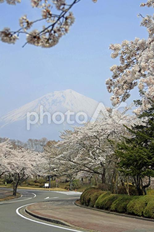 道路に咲く桜と富士山 桜,植物,花の写真素材