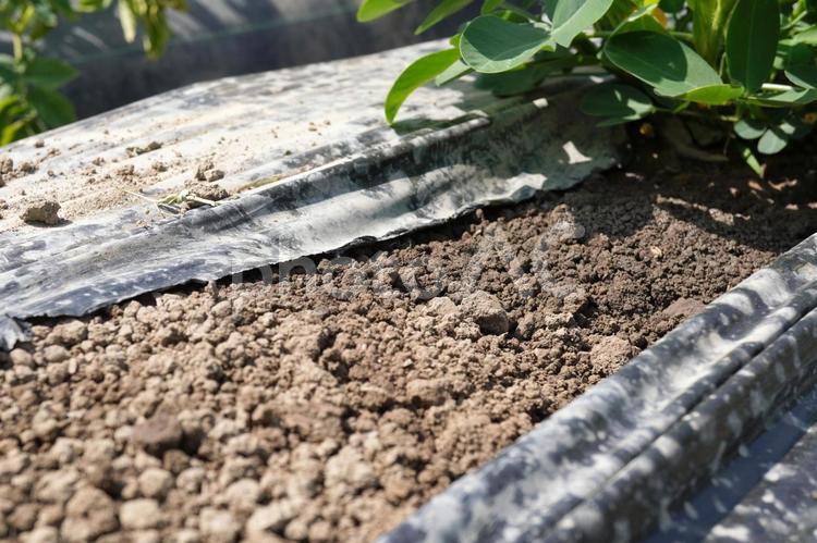 落花生栽培（マルチ剥がし）13 落花生,栽培,家庭菜園の写真素材