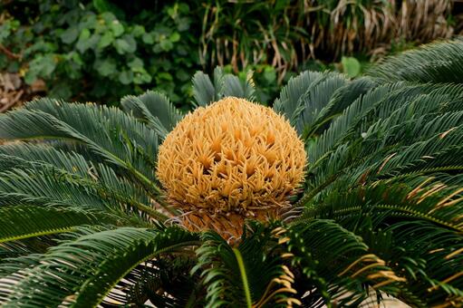 ソテツ（雌花） ソテツ,蘇鉄,植物の写真素材