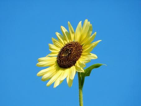 【花の写真】ヒマワリ(向日葵) 【花の写真】ヒマワリ(向日葵) ヒマワリ,向日葵,花の写真素材