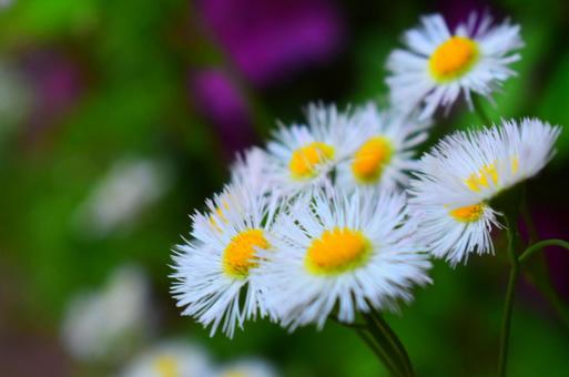 道路に生えてた花 道路,街並み,花の写真素材