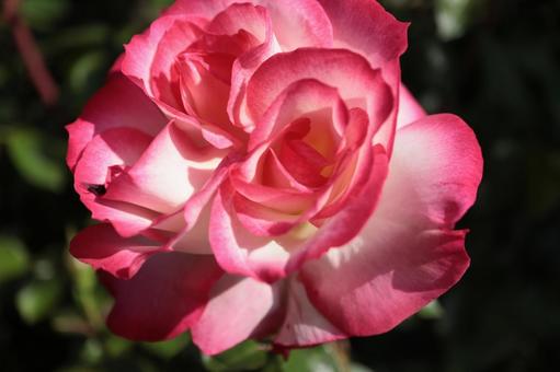 バラ園で鮮やかな薔薇を撮った写真です バラ園で鮮やかな薔薇を撮った写真ですの写真