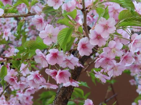 美しい 河津桜 美しい 河津桜の写真
