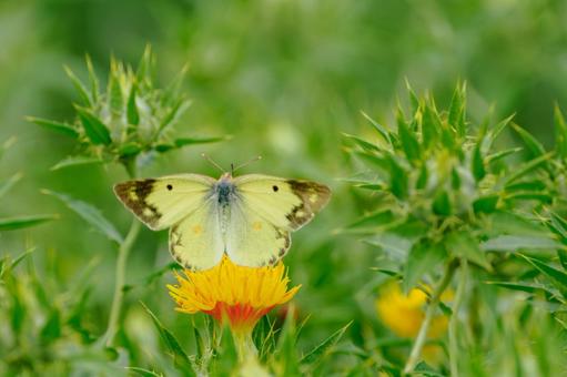 Monad butterfly (44), JPG