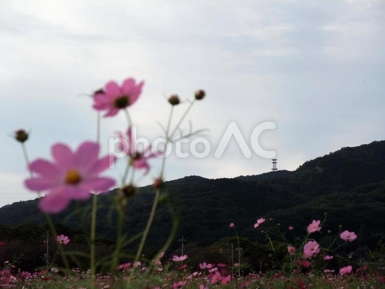 鉄塔がある風景 鉄塔,送電線,電線の写真素材