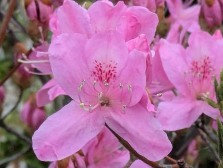 Close-up of azalea, JPG