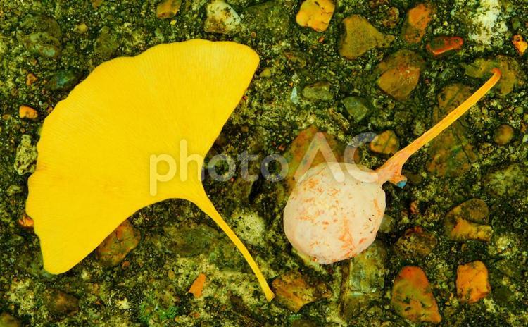 銀杏の葉と実 秋,紅葉,イチョウの写真素材